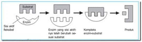 teori-kecocokan-yang-terinduksi-induced-fit-theory-2-9219260
