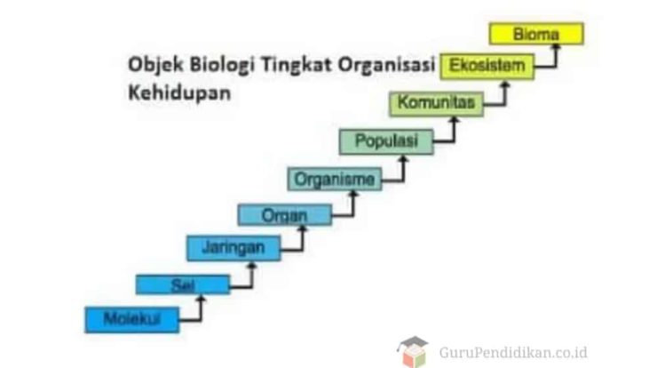 tingkat-organisasi-kehidupan-biologi-5124168-4226720-jpg
