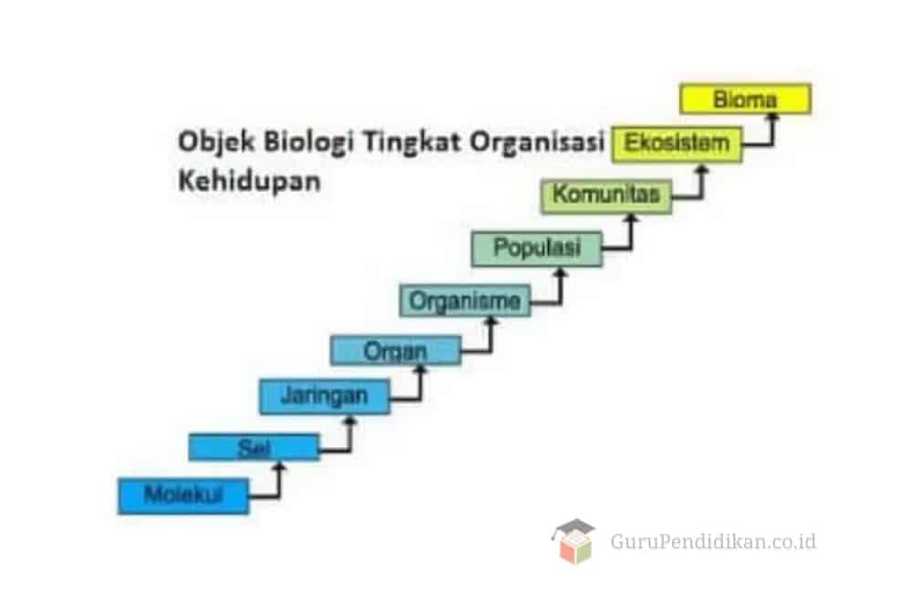tingkat-organisasi-kehidupan-biologi-5326435