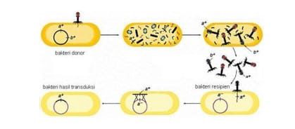 transduksi-bakteri-6273547