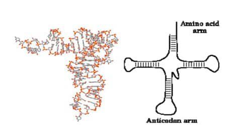 transfer-rna-trna-9661416