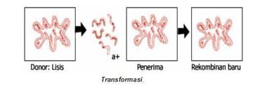 transformasi-bakteri-7662707
