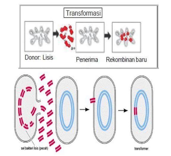 transformasi-sel-bakteri-5026703