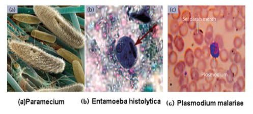 tubuh-bakteri-4270552