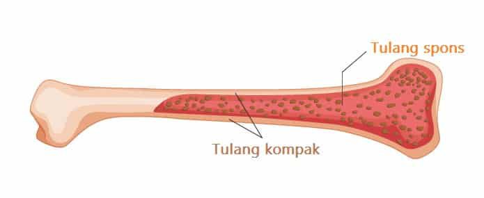 tulang-spons-9036311