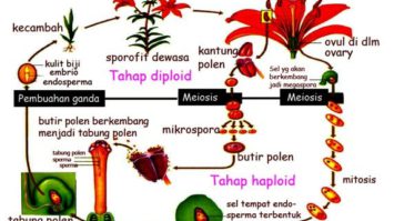 tumbuhan-berbiji-tertutup-2460600-7027692-jpg
