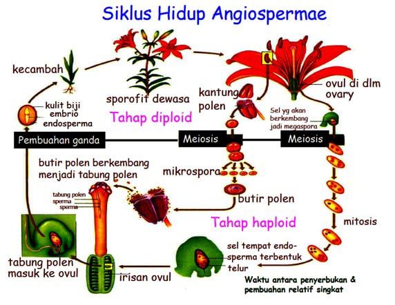 tumbuhan-berbiji-tertutup-3636226