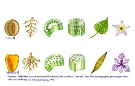 tumbuhan-berbiji-tertutup-bertipe-monokotil-9420466