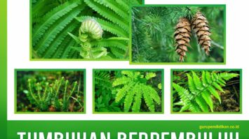tumbuhan-berpembuluh-6104646-2177257-jpg