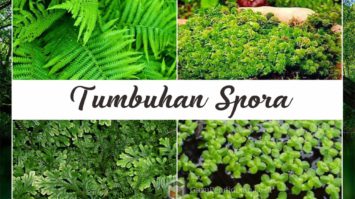 tumbuhan-spora-3811843-5014989-jpg