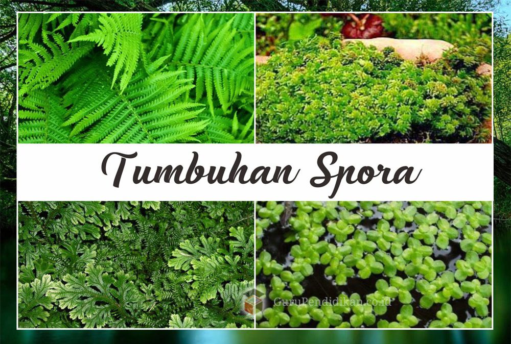 tumbuhan-spora-9745438