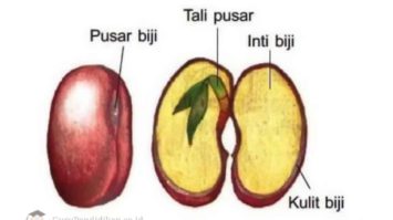 tumbuhan-berbiji-8166623-5292200-jpg