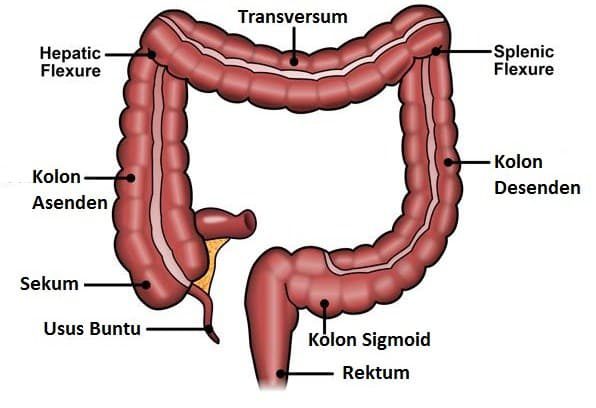 usus-besar-1559473