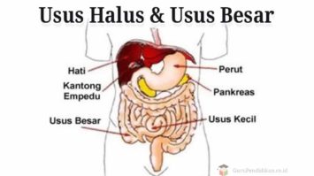 usus-halus-dan-usus-besar-2276237-8390462-jpg