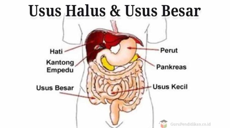usus-halus-dan-usus-besar-2276237-8390462-jpg