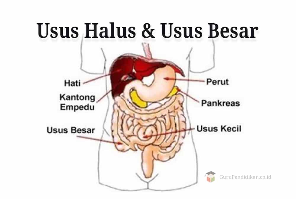 usus-halus-dan-usus-besar-2489494