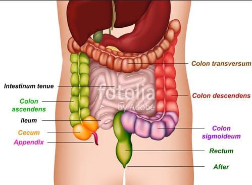 usus-halus-intestinum-4537472