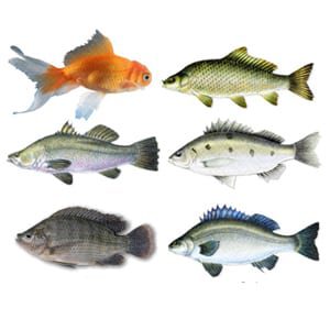 vertebrata-pisces-5878214