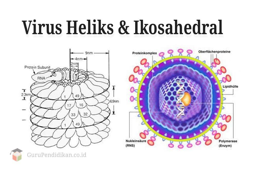 virus-heliks-dan-ikosahedral-2812155