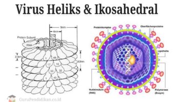 virus-heliks-dan-ikosahedral-5211794-2823800-jpg