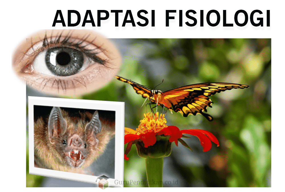 adaptasi-fisiologi-2057502