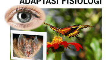adaptasi-fisiologi-5341026-5832368-png