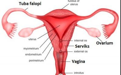 alat-reproduksi-wanita-3882855