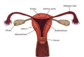 alat-reproduksi-wanita-6312872-2926441-jpg
