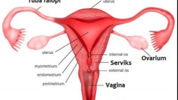 alat-reproduksi-wanita-9340669-3784304-jpg