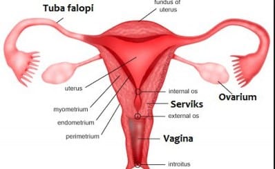 alat-reproduksi-wanita-9340669-3784304-jpg