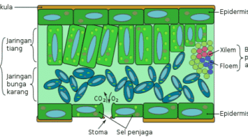 anatomi-daun-7855800-6939839-png
