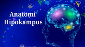 anatomi-hipokampus-2528287-5222174-jpg