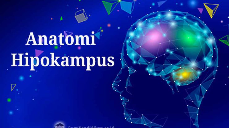 anatomi-hipokampus-2528287-5222174-jpg