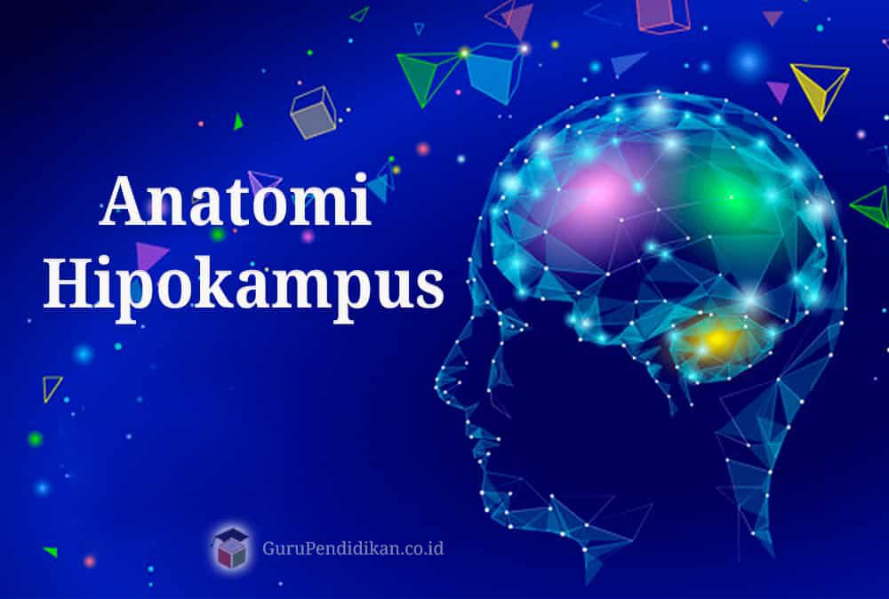anatomi-hipokampus-9024954