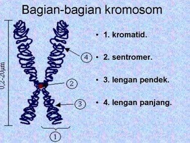 apa-itu-kromosom-2179234