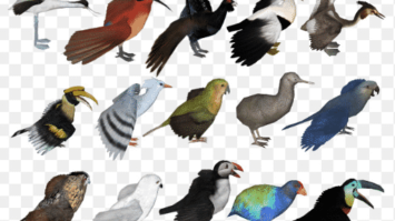 aves-2299161-7261513-png