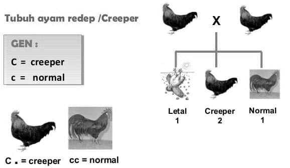 ayam-creeper-5931430
