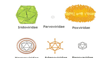 bentuk-virus-4681267-8787786-png