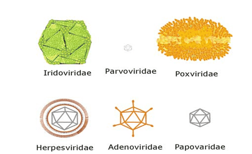 bentuk-virus-4681267-8787786-png
