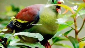 burung-punai-2890488-2347462-jpg