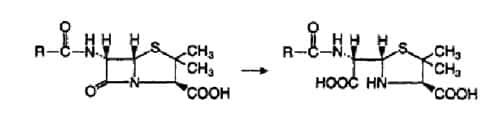c-hidrolisis-ceb2-laktam-2074410