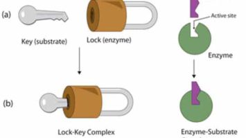 cara-kerja-enzim-3025771-7944914-jpg