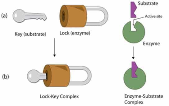cara-kerja-enzim-9641674