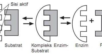 cara-kerja-enzimm-3626394-6719468-jpg