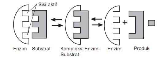 cara-kerja-enzimm-3626394-6719468-jpg