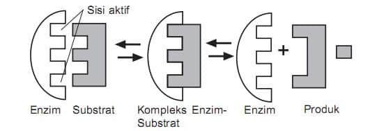cara-kerja-enzimm-9517599