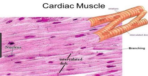 cardiac-muscle-8155663