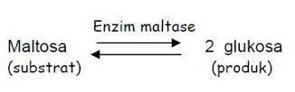contoh-enzim-5262896