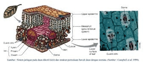 daun-dikotil-8971131