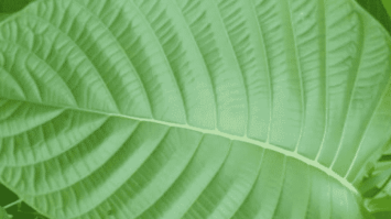 daun-menyirip-6502674-8697731-png